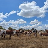 I've put this out there before and got no nibbles.  If there are any #Bitcoin whales out there who are interested in being a part of a food sovereignty movement in Australia - please inbox me.  I, and people that I know, can make this happen.
