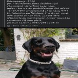 Partager en masse svp   chien vol&eacute; le 13/02/23 en Belgique commune de La Calamine pr&egrave;s de la fronti&egrave;re allemande R&eacute;compense de 1500&euro;