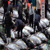 東京・豊洲市場（江東区）で5日朝、新春恒例の初競りが行われました。クロマグロの競りでは、青森県大間産に昨年の2.1倍となる1匹3604万円が付きました。 記事&rarr; 　#マグロ初競り　#豊洲市場