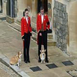 エリザベス英女王が眠ることになるロンドン近郊ウィンザー城では、女王の愛犬2匹が飼い主と永遠の別れを告げました。葬列の到着を前に、おとなしく待つ2匹の姿が写真や動画に捉えられました。女王は大のコーギー犬好きで知られ、生涯で30匹以上の犬を飼ってきました。