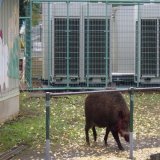 24日午前10時前、神奈川県秦野市の大型商業施設などにイノシシが出没し、路上で30代男性が体当たりされました。このほか、同施設の駐車場で80代女性がよけようとして転倒し、いずれも軽傷でした。