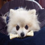 ハムッとこまちゃん #ポメラニアン #pomeranian #こまてま #犬のいる幸せ