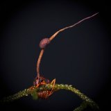 A beautifully mature Ophiocordyceps unilateralis s.l. from Parque Nacional de S&atilde;o Joaquim - SC, Southern Brazil 12/2022. The fruiting body is ready to shoot over 300,000 spores along its life, creating a mine field below the infected carcass. 