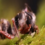 The initial stages of "zombie-ant fungi" are pure art. Its pink coloration and the asexual features (note the plug behind the ant's head) are prominently beautiful at this stage. Ophiocordyceps camponoti-rufipedis on Campontus rufipes. S&atilde;o Joa