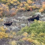 I like these kind of neighbors. The view from our future homesite. #moose #parkcity #fallcolors