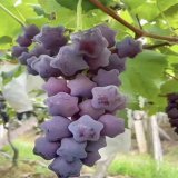 Star Shaped Grapes from Japan. ! Yum