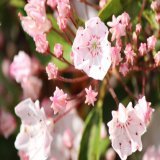 2023年2月11日(土) おはゆき⸜(* ॑꒳ ॑*  )⸝⋆*  今日は｢建国記念の日｣で 祝日ぅ〜 記念日じゃなくてなぜ ｢の｣が入るかというと 建国した日を記念するんじゃ なく建国した事を祝うから ｢の｣一文字ん〜深い  今日の花は｢カルミア｣ 花言葉は 大志を抱け  #TLを花で一杯にしよう