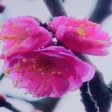 二月　十一日 　　土曜日 建国記念日 個人的には記念日 楽しかった休暇も終盤 今日は　体調を整え 日常生活に戻る準備を 今日も健やかに過ごしましょう～
