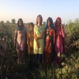 It&rsquo;s Haryana day so putting up a photo from 2014 in my mother&rsquo;s village near Hisar, in the cotton fields. Traditionally, only women are supposed to pick cotton from the pods. #HaryanaDay #Cotton #Agriculture