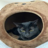 人相悪いよ？ 黒猫あるあるで色が違う  #猫 #子猫 #黒猫 #黒猫同盟 #猫のいる暮らし #猫のいる幸せ #cat