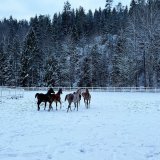 .Happy weanlings! \ud83e\udd0d -7 C today and they love to play outside in the snow. 2023 foal croup has been a blessing and this 5 ones stay with us are my favorites \u2728