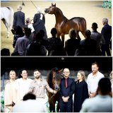 .WF GAWIN Magic Magnifique | WW Gawina by Emerald J &bull; Top Five Junior Colt and close to a Bronze title in World Arabian Championship Doha- Qatar &bull;Happy to be a part of this colts journey since he was a baby and born with our friend in north