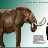 Fun mastodon facts! These magnificent creatures once roamed north and Central America. Unlike grassland dwelling mammoths, they preferred forests and ate leaves. They were likely social animals, similar to modern day elephants. For more information, 