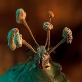 Winners of the annual BMC Ecology and Evolution photo contest announced This year the grand prize went to biologist Roberto Garcia-Roa for his incredible  "A History of Conquest. A parasitic fungus of Ophiocordyceps grows from the body of a dead fly.