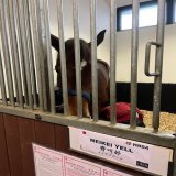 武英先生が現地の写真を送ってくれました。稽古をつけたマクドナルド騎手がメイケイエールのことをベタ褒めしているようです。池添騎手が乗れなくなってしまったのは残念ですが、香港競馬を知り尽くしているマクドナルド騎手の騎乗は心強いですね。加油！齊叫好！ #メイケイエール　#香港スプリント