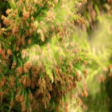 スギが終わったかと思いきや今度はヒノキ  鼻炎薬が手放せません  花粉症休暇とか出来ないかなぁ
