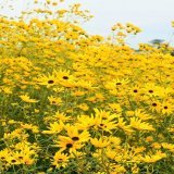 おはようございます(*&acute;\u25bd｀)ﾉﾉ  小さな小さなひまわりだけど  一面に広がるこの畑  君のそばにいるよ･･･花言葉(*&acute;˘`*)⸒⸒  #ファインダー越しの私の世界ᅠ  #キリトリセカイ  #写真で伝える私の世界  #私とニコンで見た世界  #photography  #photooftheday  #ヤナギバヒマワリ  #鼻高展望台Show more