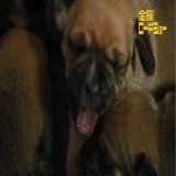 金曜よる時 #僕のワンダフル・ジャーニー その犬は、何度でも生まれ変わる家族をひとつにするために&hellip;。不思議な犬と人との心あたたまる感動作地上波初放送 #金曜ロードショー0:0921.7K views