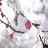 雪に耐えて花ひらく梅の花のように、どうぞ皆さまの努力が実をむすび花ひらきますように&hellip; #京都 #北野天満宮 #学業成就 #共通テスト #がんばれ受験生