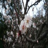 桜？