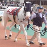 今回は白馬のハヤヤッコを見に来たと言っても過言では無い。 #日経新春杯