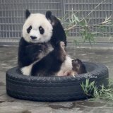 タンタン姫 浅間山噴火 しそうですよ～ 久々 かわいい