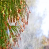 花粉症最終兵器がステロイド点眼薬とは&hellip; その前に是非グルテンフリーを試してみて欲しい  #米粉 #健康  「30年ぶりに症状がなくなった」　花粉症対策「最終兵器」の商品名は？　研究論文が効果を証明 #SmartNews