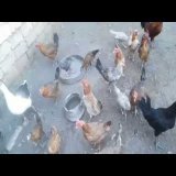 تربية الطيور دى صنعة وانا اللى بربى الابيض مع البلدى والفيومي والرزى دورة فراخ