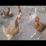 يومياتي انا وضرتي، اسهل طريقة لتربيه علي السطح وازاي تخلي الإنتاجية عاليه الجزء التاني