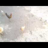 يومياتي انا وضرتي - افضل طريقه لتحصين الطيور بأقل تكلفه - حافظي على طيورك