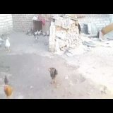 يومياتي انا وضرتي - روتيني اليومي مع طيوري واحلي وقت تقضية في شتاء علي السطح