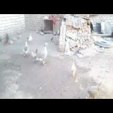 روتيني اليومي مع طيوري واحلي وقت تقضية في شتاء علي السطح