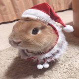クリスマスイブ  #うさぎ #うさぎのいる暮らし #うさぎ好きさんと繋がりたい