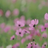 コスモス。後ろ姿も可憐でした\u2740  #ひまわりの丘公園  OLYMPUS PEN Lite E-PL6 M.ZUIKO DIGITAL ED 75mm F1.8