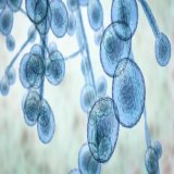 The Centers for Disease Control and Prevention (CDC) have reported that a deadly fungal infection, Candida auris, is spreading rapidly at an alarming rate.