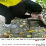 Вот это видео, снятое после освобождения Херсона, как вирус распространилось среди оппозиционных иранских каналов и набрало немало позитивных реакций. Украинское сопротивление России стало иконой для иранских революционеров.  #Иран  @yigal_levin
