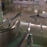 #Aquarium  #berlinaquarium  #Alexanderplatz #sealife  Leudde, was geht am U-Bahnhof Alexanderplatz