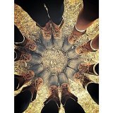 bean boots 5ever