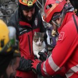 Rescue workers pull a cat from the earthquake rubble in Kahramanmaras, Turkey. Photo: Evrim Aydin/Getty Images.
