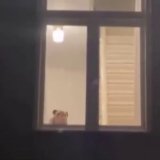 Animaux handicapés : Certains aiment tant leur animal qu'ils achètent un monte charge.