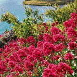 Springtime at Central Otago in New Zealand
