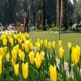 Tulips blooming in Delhi are making this spring a bit special!   Earlier, NDMC procured &amp; planted 40,000 bulbs of Tulips.   This year 1.4 Lakh bulbs were planted and next year 5 lakh bulbs will be planted in NDMC &amp; MCD areas.  Slowly but sure