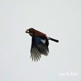 A Jay carrying an acorn.   #birds #BirdsOfTwitter #birdwatching #birding #TwitterNatureCommunity #twitterbird #naturelover #BirdsSeenIn2023 #nature #bird