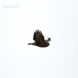 Buzzard in flight.  #birdwatching #birds #BirdsOfTwitter #BirdTwitter #TwitterNatureCommunity #twitterbird