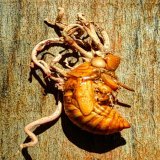 Si todo es creaci&oacute;n de Dios, &iquest;Con qu&eacute; finalidad cre&oacute; &eacute;sto un dios de amor?  El g&eacute;nero de hongos Ophiocordyceps es famoso por ser el hongo de las "hormigas zombi". Se trata de un par&aacute;sito que afecta a i