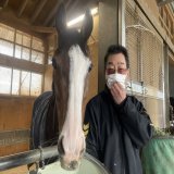 #メロディーレーン ちゃんと ちょっと照れておられる森田調教師  #ステイヤーズステークス