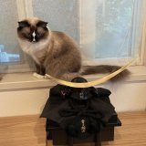 Good evening!!  #子供の日  #ラグドール  #cat  #catlover  #猫好きさんと繫がりたい  #猫　#ねこ #猫のいる生活  #猫がいる幸せ