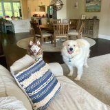 That look when you know mom is about to say the T-R-E-A-T word!  #Mondaymorning #dogsoftwitter #KokoandBear