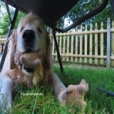 You don't mind me squeaking my toy under your chair while you enjoy your morning cup of coffee, right? #SaturdayMorning #DogsOfTwitter #RaiseTheWoof