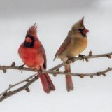 Mr and Mrs Northern Cardinal, watching the winter storm picking up some strenght over here. #birds #birdphotography #naturephotography #ottawa #winterstorm #wildlife #nature